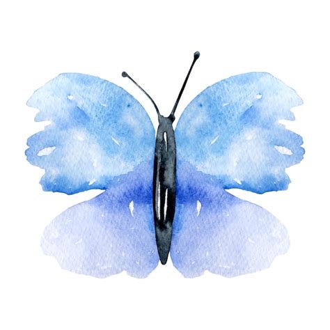 Illustration De Papillon Dessin Main Aquarelle Vecteur Premium