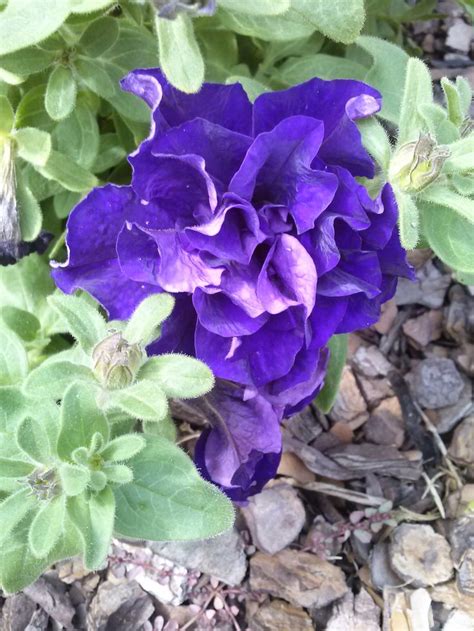 Petunia Belinda Sunnybank Hills Blue Flowers Petunias Plants