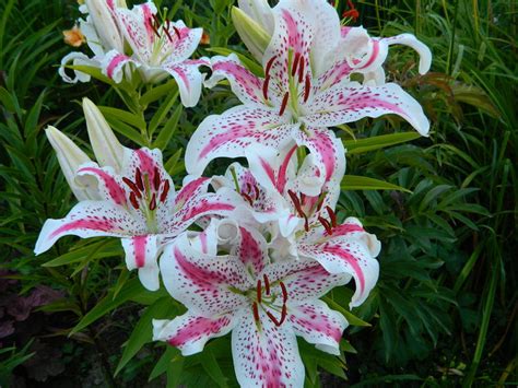 Лилия Солюшен Фото И Описание – Telegraph