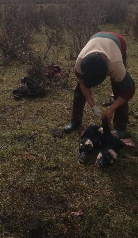 Conmoci N En Cholila Naci Un Ternero Con Dos Cabezas