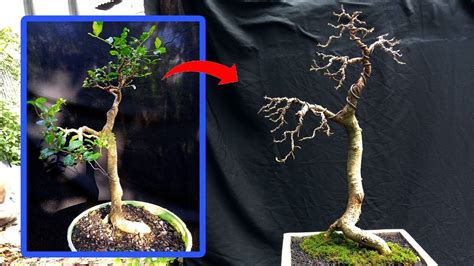 Pengawatan Bahan Bonsai Serut Gaya Bunjin Literati Style DeTe