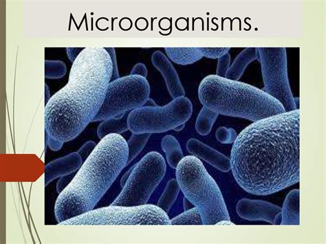 Microorganisms презентация онлайн