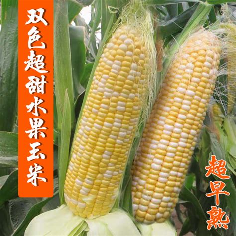 Fruit Corn Seed Super Sweet Corn Seed Sow High Yielding Vegetable Seeds