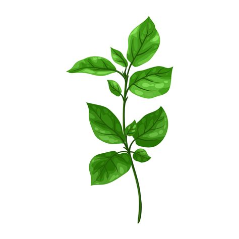 Basil Herb Generative Ai 28720639 PNG