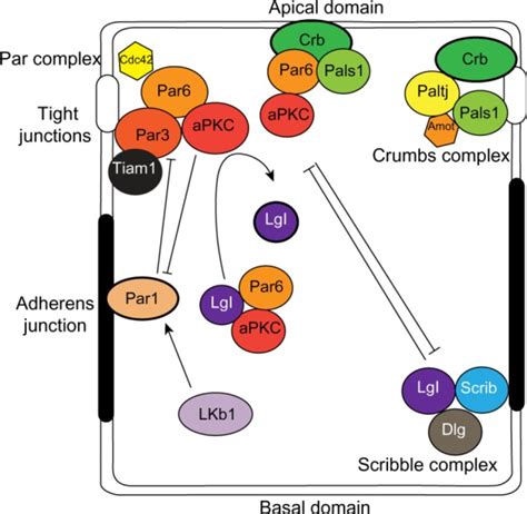 Polarity Complexes In Epithelial Cells Notes The Localization Of The