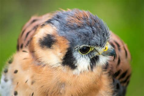 Small hawk Photograph by David Jones - Pixels