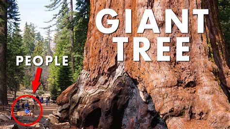 World S Largest Trees Giant Sequoias K Youtube