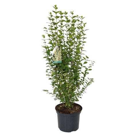 GROW by OBI Ptačí zob vejčitolistý (Ligustrum ovalium) "Aureum" 40-60