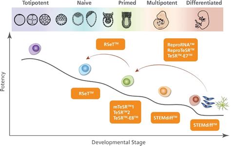 RSeT Human Pluripotent Stem Cells