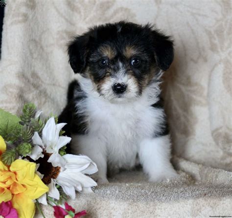 Fernando - Corgipoo Puppy For Sale in Virginia