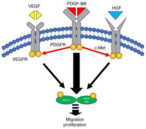 Predominant Control Of Pdgfpdgf Receptor Signaling In The Migration