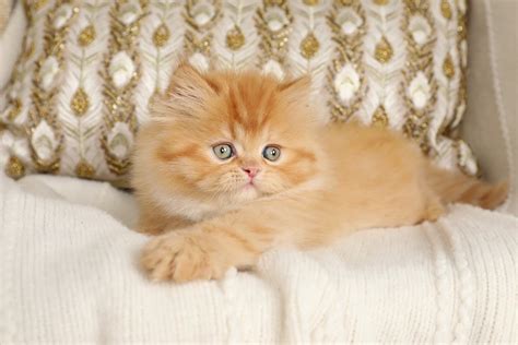 Red Persian Kittens (Past Kittens)