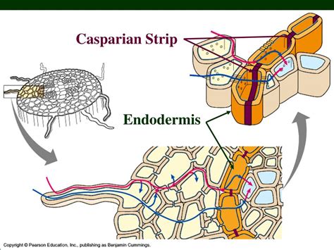 PPT - Chapter 36 Transport in Plants PowerPoint Presentation, free ...