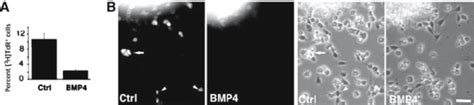 4 Effects Of BMP4 On OE Neuronal Progenitor Cells And ORNs A OE