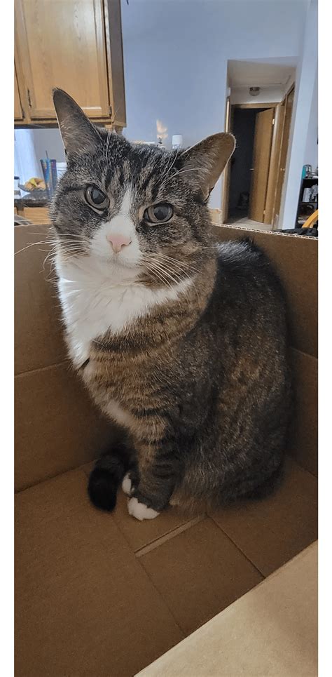 Just found out my kitty has very early degenerative kidney disease. : r