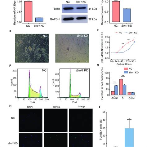 Bmi Knockdown Disturbs Undifferentiated Spermatogonia Maintenance A