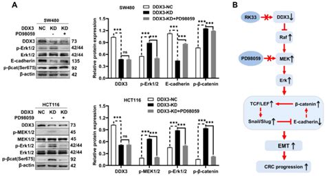 DDX3 regulated the expression of E cadherin and β catenin through MAPK