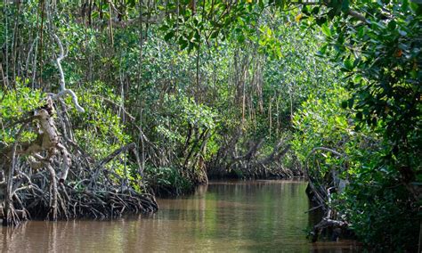 Spotting mangroves from space | Stories | WWF