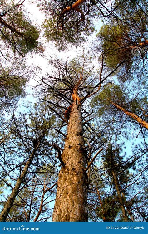 Tall Pine Tree In The Coniferous Forest Stock Image Image Of Timber