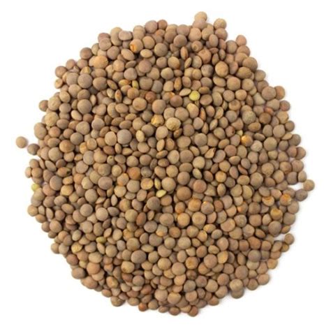 Organic Red Lentil Sprouting Seeds Skysprouts