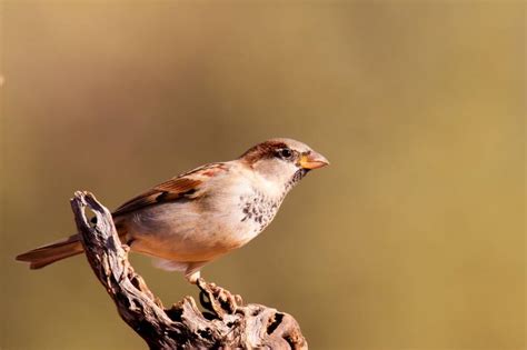 Fox Sparrow: Field Guide, Pictures, Habitat & Info - Optics Mag