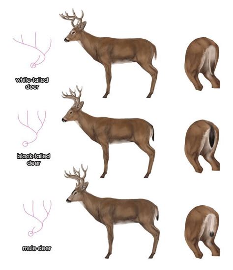 Deer Types Google Search Deer Species Whitetail Deer Hunting Mule