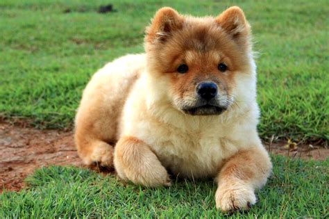 5 Signs That A Chow Chow Is The Right Dog For You