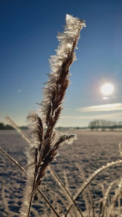 Hoarfrost Frost Cold - Free photo on Pixabay