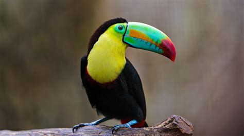 toucan bird colors hd widescreen wallpaper / birds backgrounds