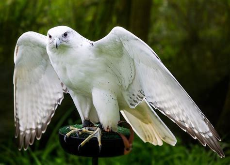 White hawk - Alchetron, The Free Social Encyclopedia