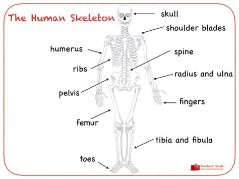 Human Skeleton Poster Teaching Resources