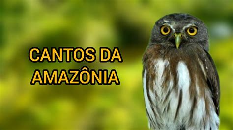 Cantos De Aves Da Amaz Nia Cricri Benedito De Testa Vermelha E