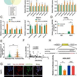 Hsa Circ 0001666 Binds To MiR5765p Directly In CRC Cells A