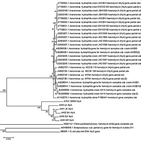 Phylogenetic Relatedness Based On Nucleotide Sequence Hemolysin Gene