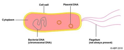 Bacteria Definition And Structure Reproduction Bacteria And Human