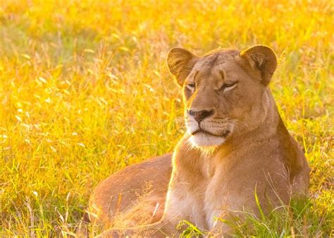 Beautiful African Lion Lying In Long Grass In South Africa Stock Photo