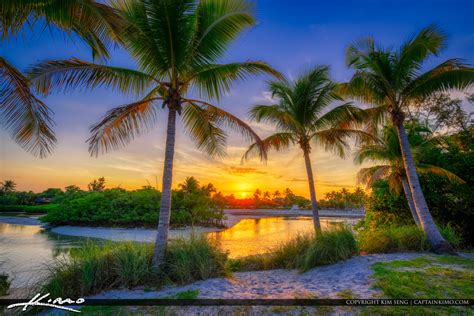 Coconut Tree Sunset Jupiter Inlet Park Florida Royal Stock Photo