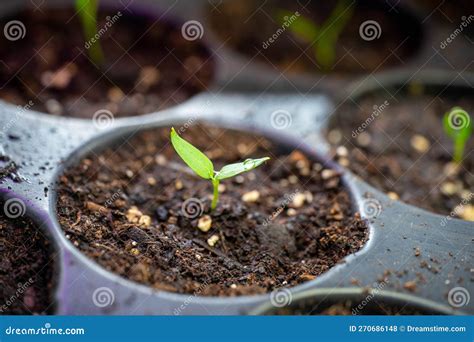 Sowing Vegetables Seed stock photo. Image of people - 270686148