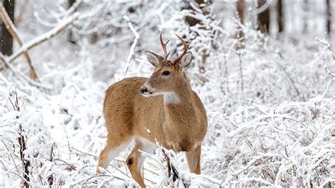 Deer in a winter scenery Photograph by Adam Cimochowski - Fine Art America