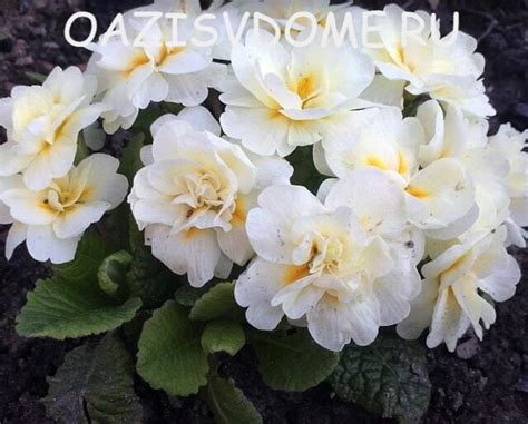 Уход и размножение комнатной примулы в горшке в домашних условиях, виды ...