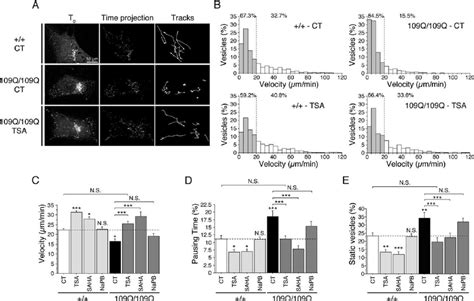 Tsa And Saha Stimulate Vesicular Transport Of Bdnf And Rescue Transport