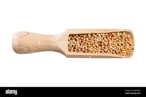 Top View Of Unhulled Yellow Proso Millet Seeds In Wood Scoop Cutout On