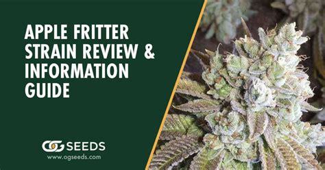 Apple Fritter Strain Ultimate Strain Review Information Guide