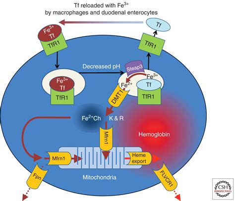 Iron Metabolism Interactions With Normal And Disordered Erythropoiesis