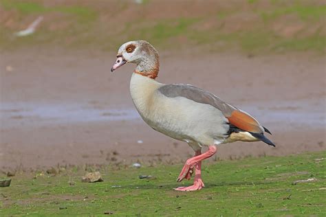 Wednesday 15th May 2024 Cornwall Birds CBWPS