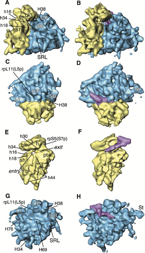 Cryo Em Visualization Of A Viral Internal Ribosome Entry Site Bound To