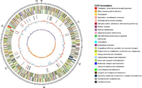 Genomic Circle Map Of Pseudomonas Sivasensis W The Outermost Circle