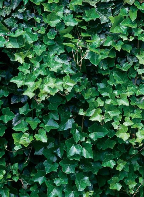 Hedera helix Hibernica Ierse klimop Potmaat Ø 17cm pot