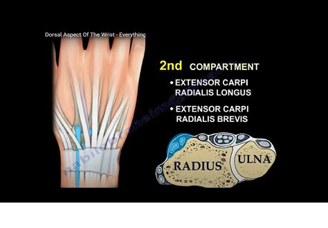 Anatomy of the Dorsal aspect of the Wrist — OrthopaedicPrinciples.com