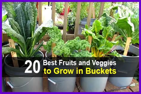 20 Best Fruits And Veggies To Grow In Buckets